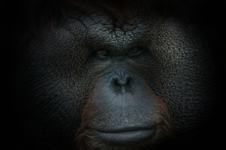 Portrait of a Bornean Orangutan on black backgroundの写真素材