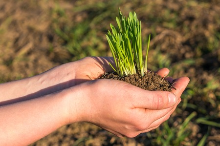 Young girl hold growing plants in handsの写真素材