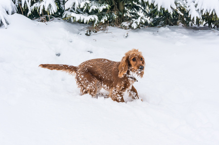 English cocker spaniel playing on the snow in winterの写真素材