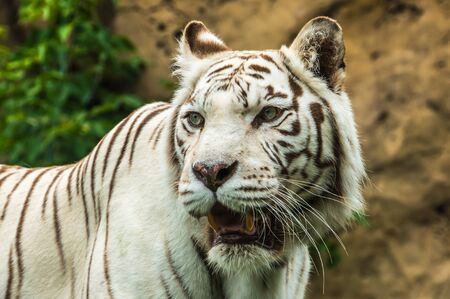 Portrait of a White Tiger on grass in summer dayの写真素材