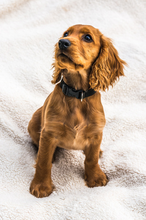 English cocker spaniel puppy isolated on white blanket backgroundの写真素材