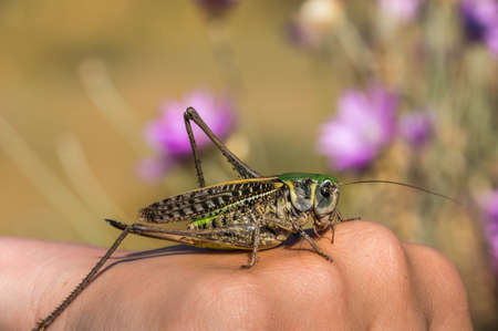 Grasshopper on handの写真素材