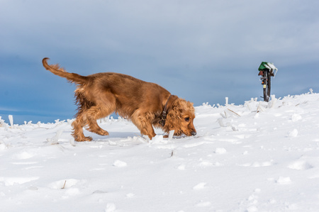 English cocker spaniel playing on the snow in winterの写真素材