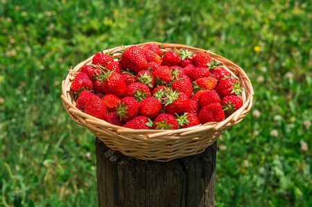 Fresh red strawberries in wooden knitting basket on green grass backgroundの写真素材