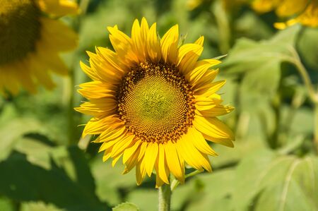 Beautiful landscape with sunflower field and bright sun lightsの写真素材