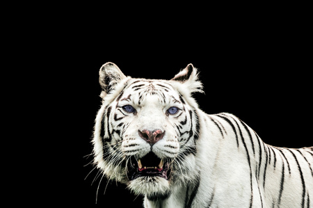 Portrait of a White Tiger with blue eyes isolated on black backgroundの写真素材