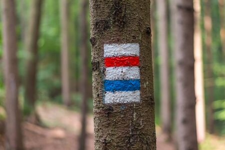Colorful tourist sign or mark on tree for hiking tourism in a forestの写真素材