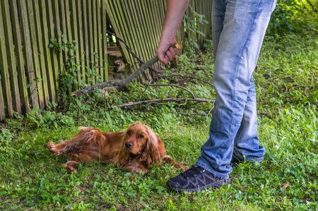 Man holds a stick in hand and he wants to hit the dog - dog abuseの写真素材