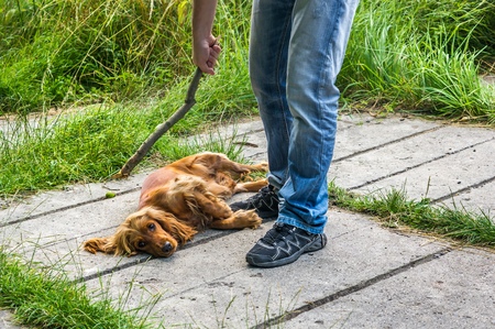 Man holds a stick in hand and he wants to hit the dog - dog abuseの写真素材