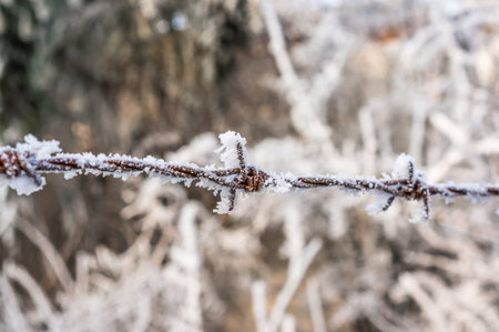 Winter scene of a barbed wire completely covered with frostの写真素材