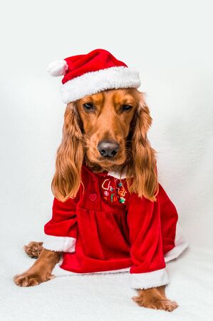 Christmas English Cocker Spaniel in red christmas costume isolated on white backgroundの写真素材