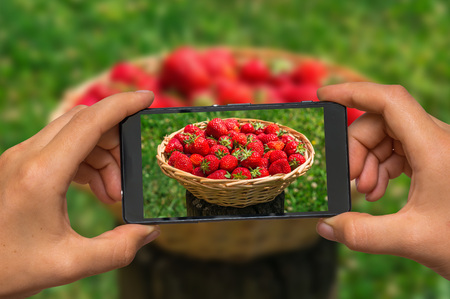 Woman hands with mobile cell phone to take a photo of strawberries in wooden knitting basketの写真素材