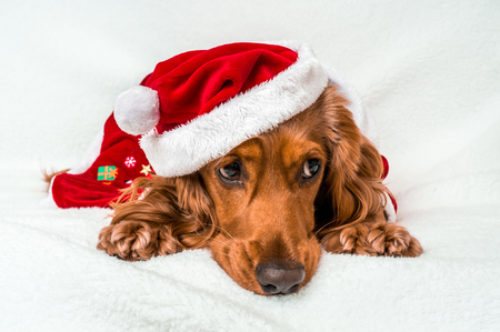 Christmas dog in red christmas Santa hat isolated on white backgroundの写真素材