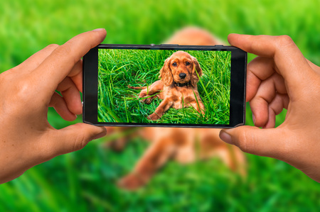 Woman hands with mobile cell phone to take a photo of english cocker spaniel puppy lying on the green grassの写真素材