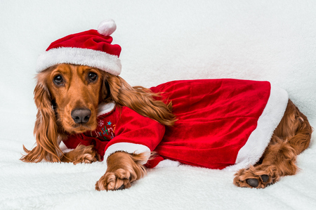 Christmas dog in red christmas Santa hat isolated on white backgroundの写真素材
