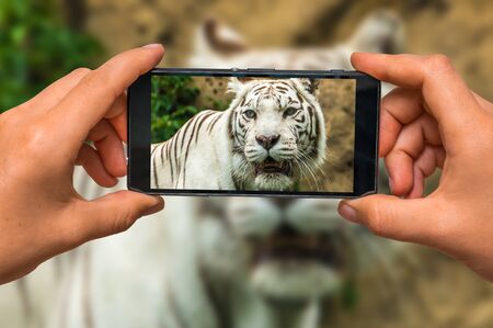 Woman hands with mobile cell phone to take a photo of portrait of a White Tigerの写真素材