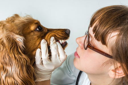 Veterinarian checks teeth to a dog - animal and pet veterinary care conceptの写真素材