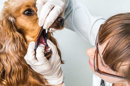 Veterinarian checks teeth to a dog - animal and pet veterinary care conceptの写真素材