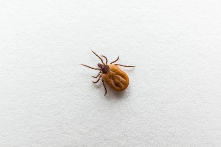 Close-up of tick filled with blood crawling on white paperの写真素材