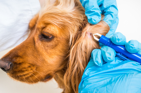 Veterinarian doctor removing a tick from the Cocker Spaniel dog - animal and pet veterinary care conceptの写真素材