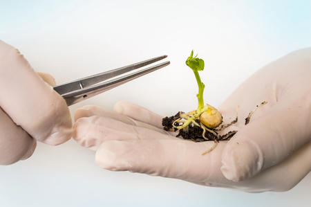 Scientist testing GMO plant in laboratory - biotechnology and GMO conceptの写真素材