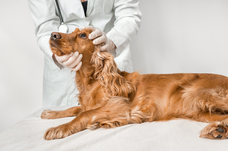 Veterinarian checking eyes of a dog - veterinary care conceptの写真素材
