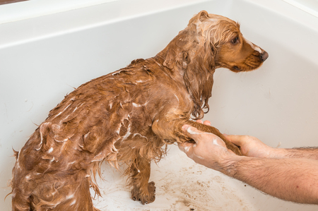English cocker spaniel dog taking a shower with shampoo, soap and water in a bathtubの写真素材