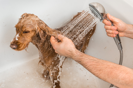 English cocker spaniel dog taking a shower with shampoo, soap and water in a bathtubの写真素材