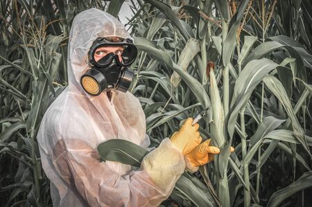 GMO scientist in coveralls and gas mask genetically modifying corn with syringe at maize fieldの写真素材