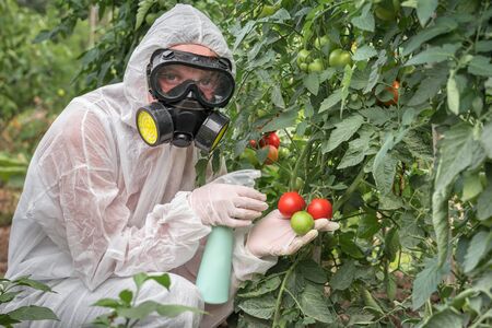GMO scientist in coveralls and gas mask genetically modifying tomato with spray at tomatoes farmの写真素材