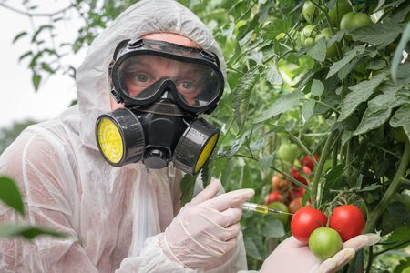 GMO scientist in coveralls and gas mask genetically modifying tomato with syringe at tomatoes farmの写真素材