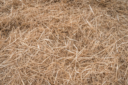 Hay or straw grass after harvest at country farm field - nature background