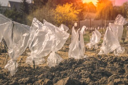 Small cuttings of apple trees in orchard garden with protective bagの写真素材