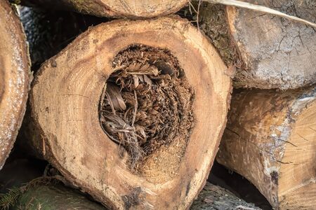 Tree trunk with sickness heartwood - tree disease conceptの写真素材