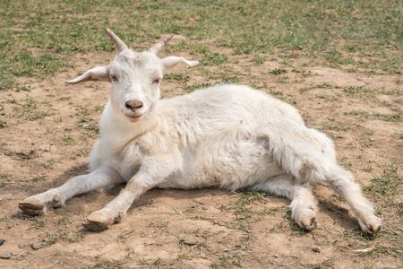 Cute white goat lying on the groundの写真素材