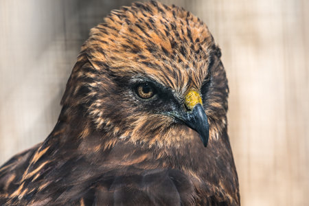 Close-up portrait of Red Tailed Hawk