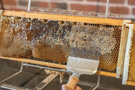 Natural honeycomb with honey from a bee hiveの写真素材