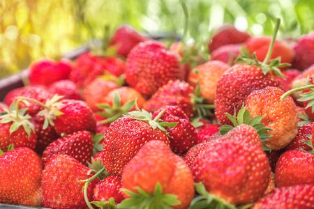Red ripe strawberries in the basket on sunny backgroundの写真素材