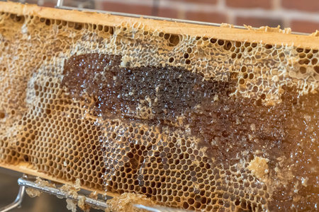 Natural honeycomb with honey from a bee hive