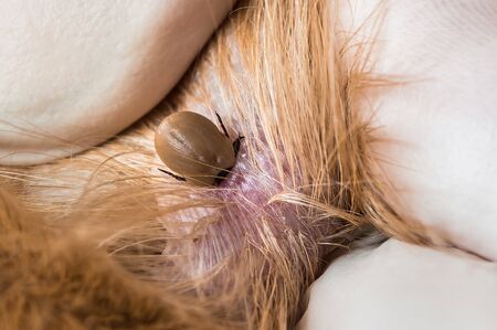 Veterinarian doctor removing a tick from the dog - animal and pet veterinary care conceptの写真素材