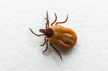 Close-up of tick filled with blood crawling on white paper