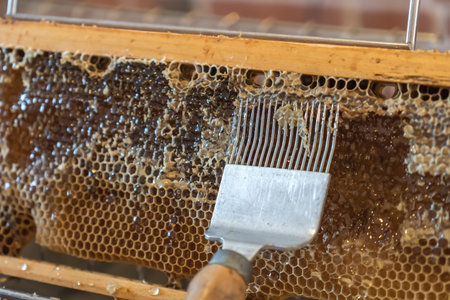 Natural honeycomb with honey from a bee hive