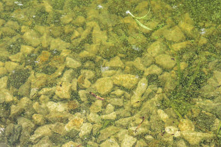Algal blooms - green dirty surface on river. Stop swimming.の写真素材