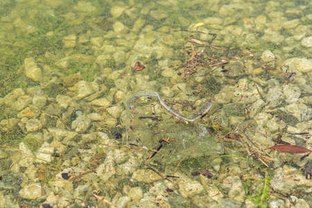 Algal blooms - green dirty surface on river. Stop swimming.の写真素材