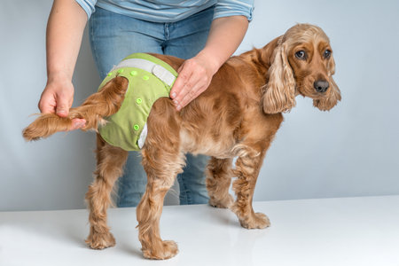 Woman changing diaper of her dog - estrus cycle or incontinence conceptの写真素材