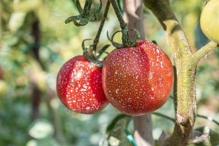 Sprayed tomatoes with pesticides, herbicides and insecticides - unhealthy eating conceptの写真素材