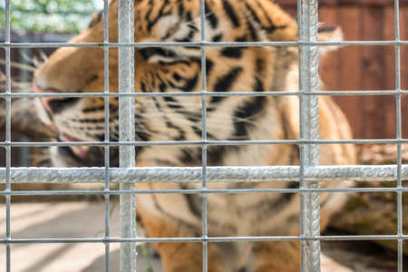 Tiger in a cage in a ZOO behind barsの写真素材
