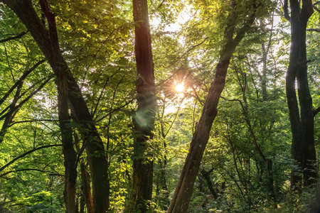 Green forest of deciduous trees with the sunshine behind branches and leavesの写真素材