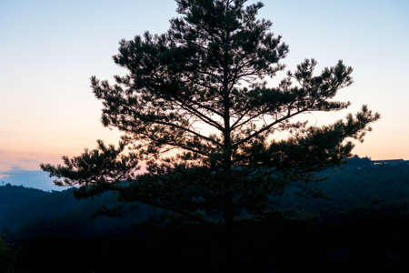 Alone tree on a top of rock at sunsetの写真素材