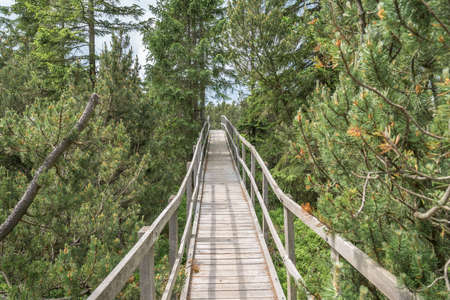 Ecological hiking trail or wooden footpath through the peat bog or swampの写真素材